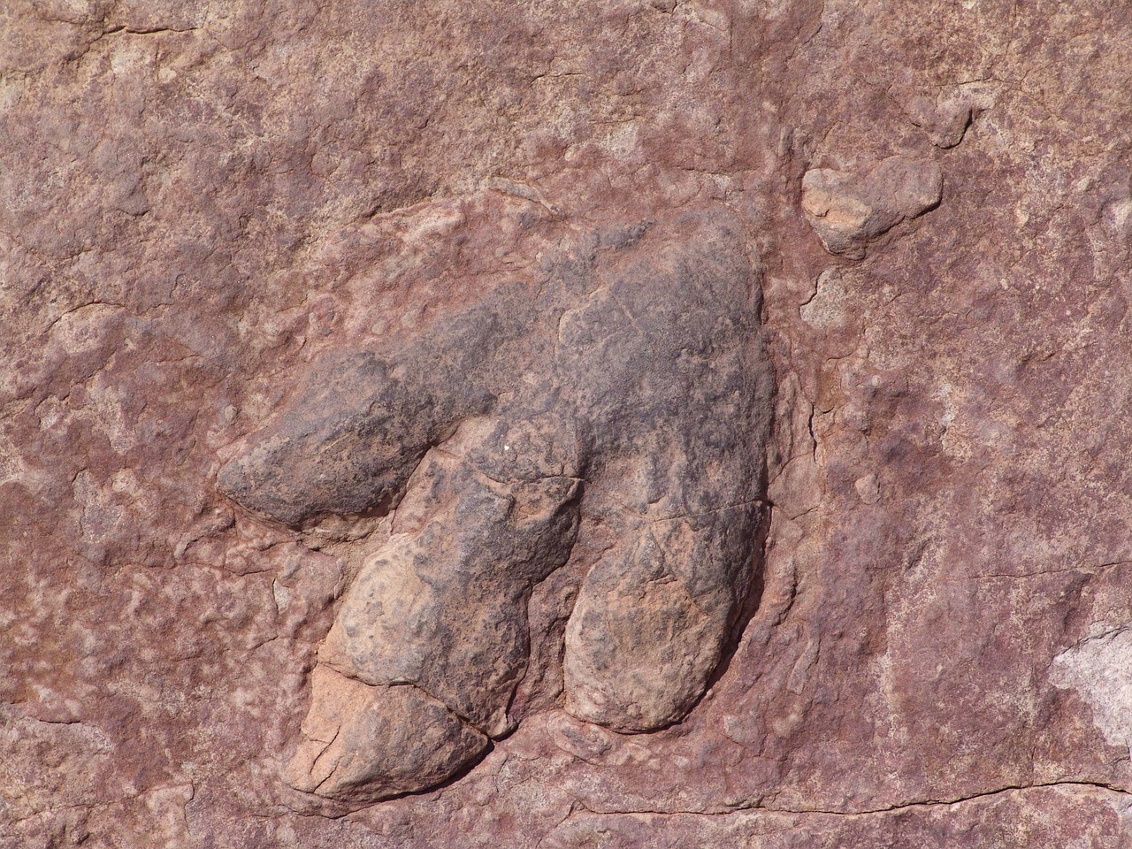 The Discovery of the Ancient South American Artifacts